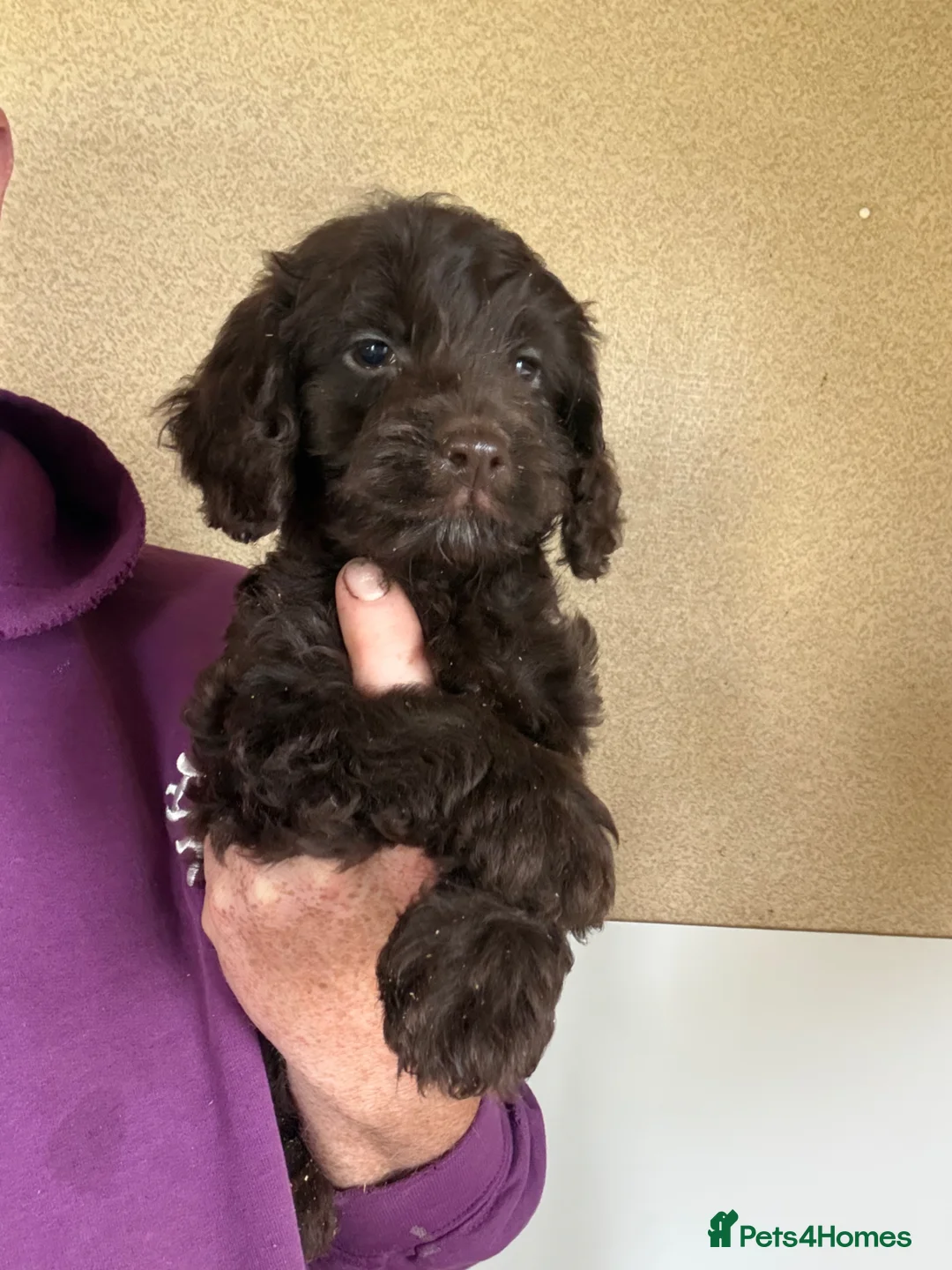 Cockapoo dogs for sale: F1 Cockapoo Pups Ready 20/6/26 - Advert 2