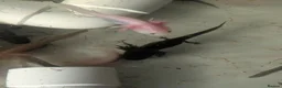 Axolotl reptiles for sale: Baby axolotl  - Advert 3