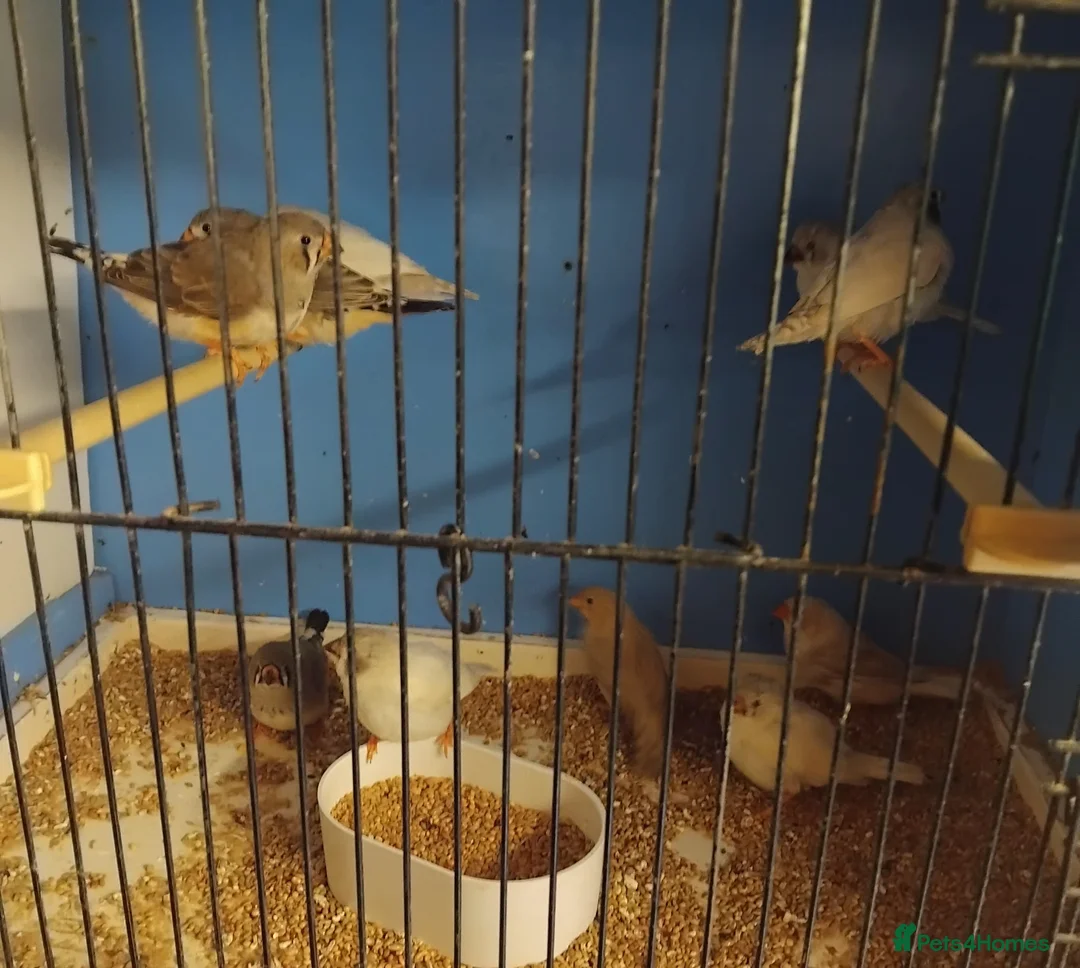 Finches birds for sale: Baby zebra finches  in Wigan - Advert 1