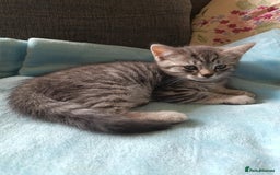 Brazilian Shorthair cats for sale: Silver tipped BSH *one girl left* - Image 6