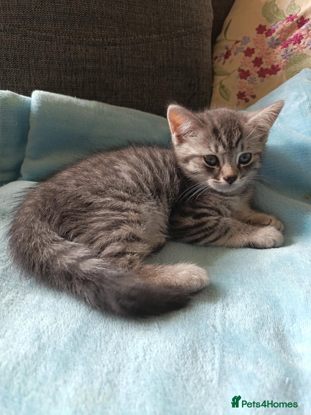 Brazilian Shorthair cats for sale: Silver tipped BSH *one girl left* - Image 6