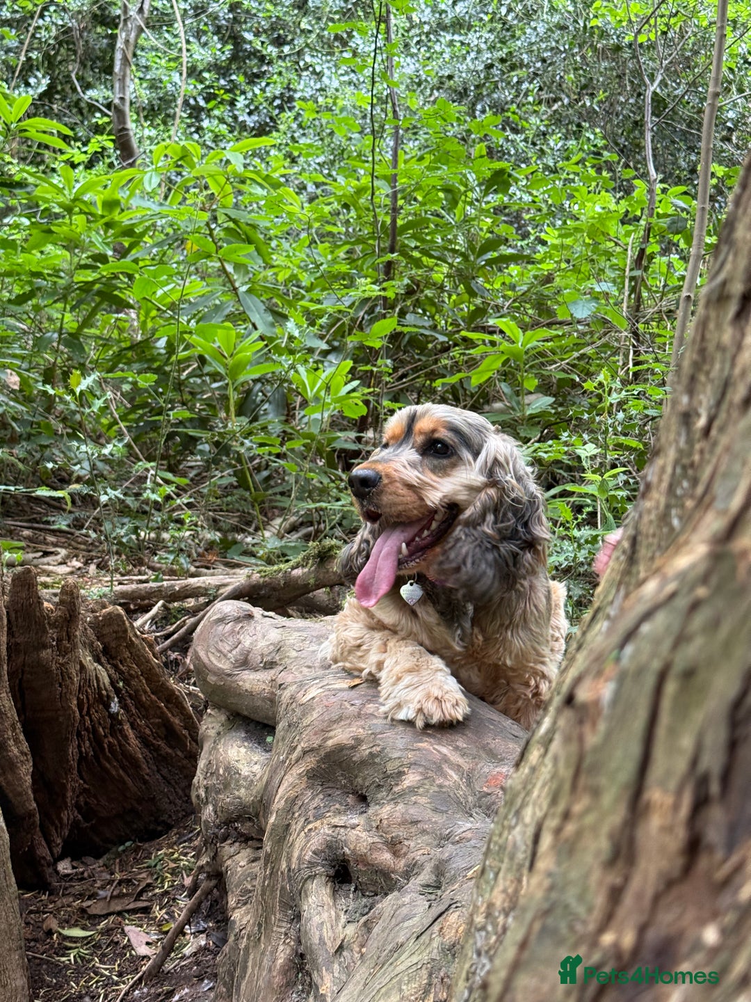Cocker Spaniel dogs for sale: 3 year old cocker (Fern) - Advert 3