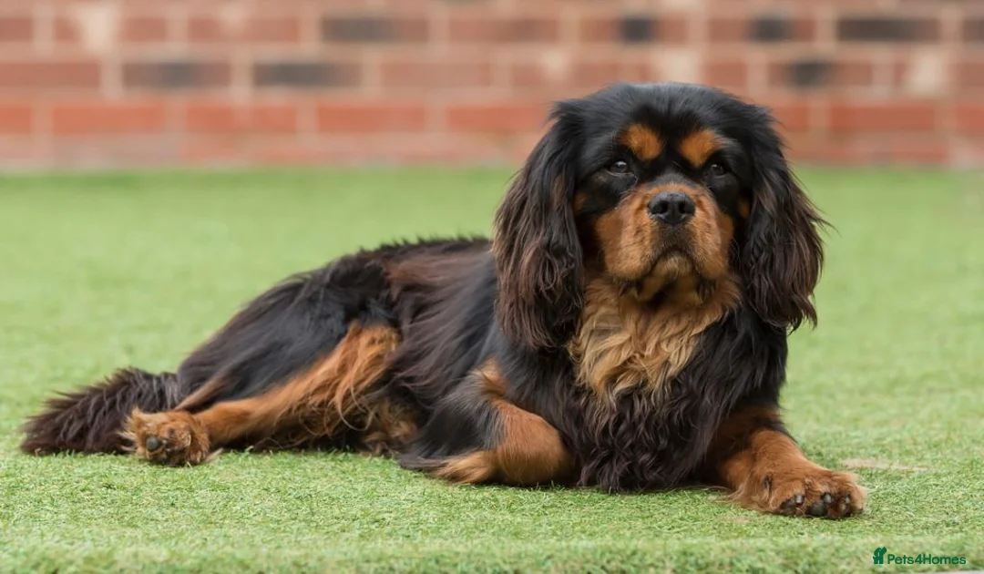 Cavalier King Charles Spaniel dogs for stud: Donnajays 5⭐️health tested proven  in Stafford - Advert 7