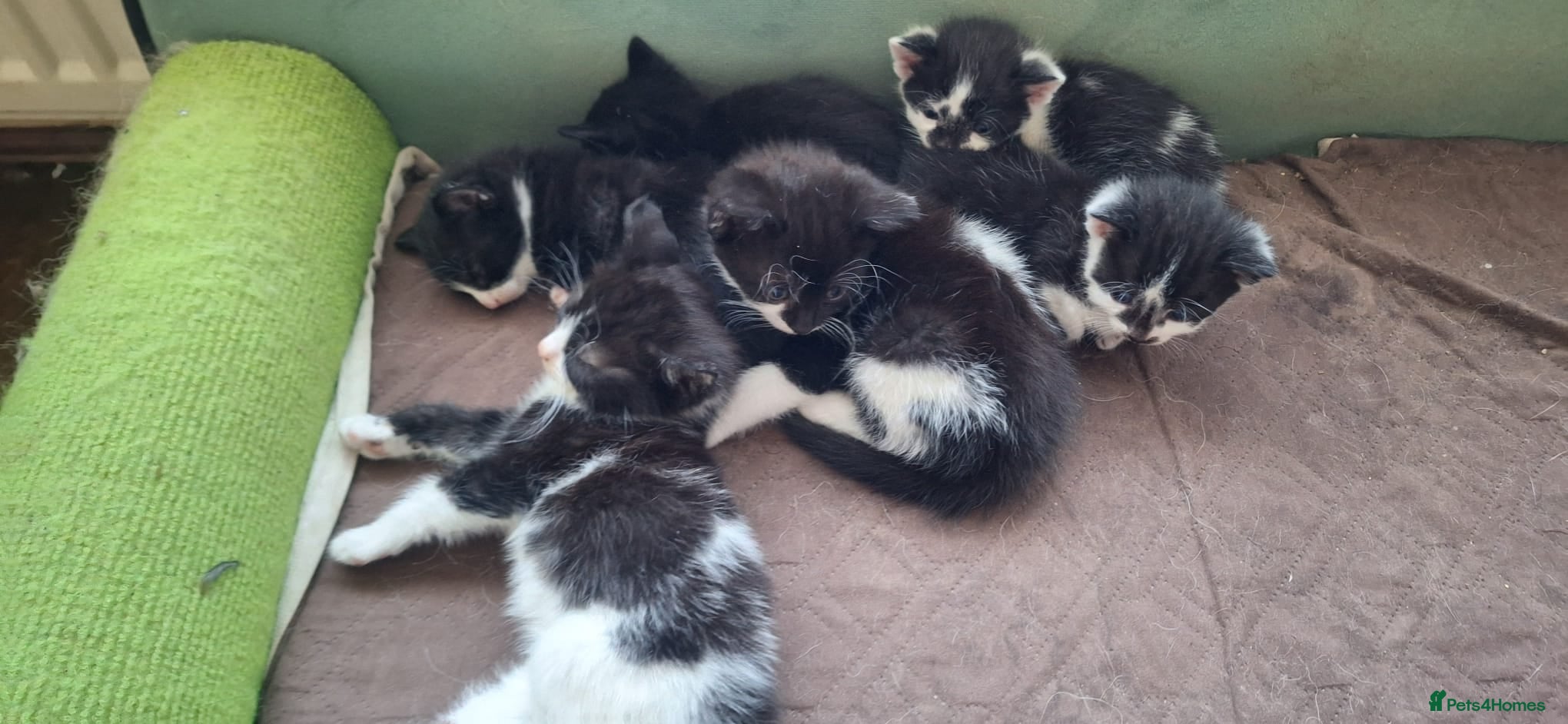 Mixed Breed cats 6 black and white kittens - Advert 4