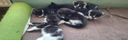 Mixed Breed cats for sale: 6 black and white kittens - Advert 1