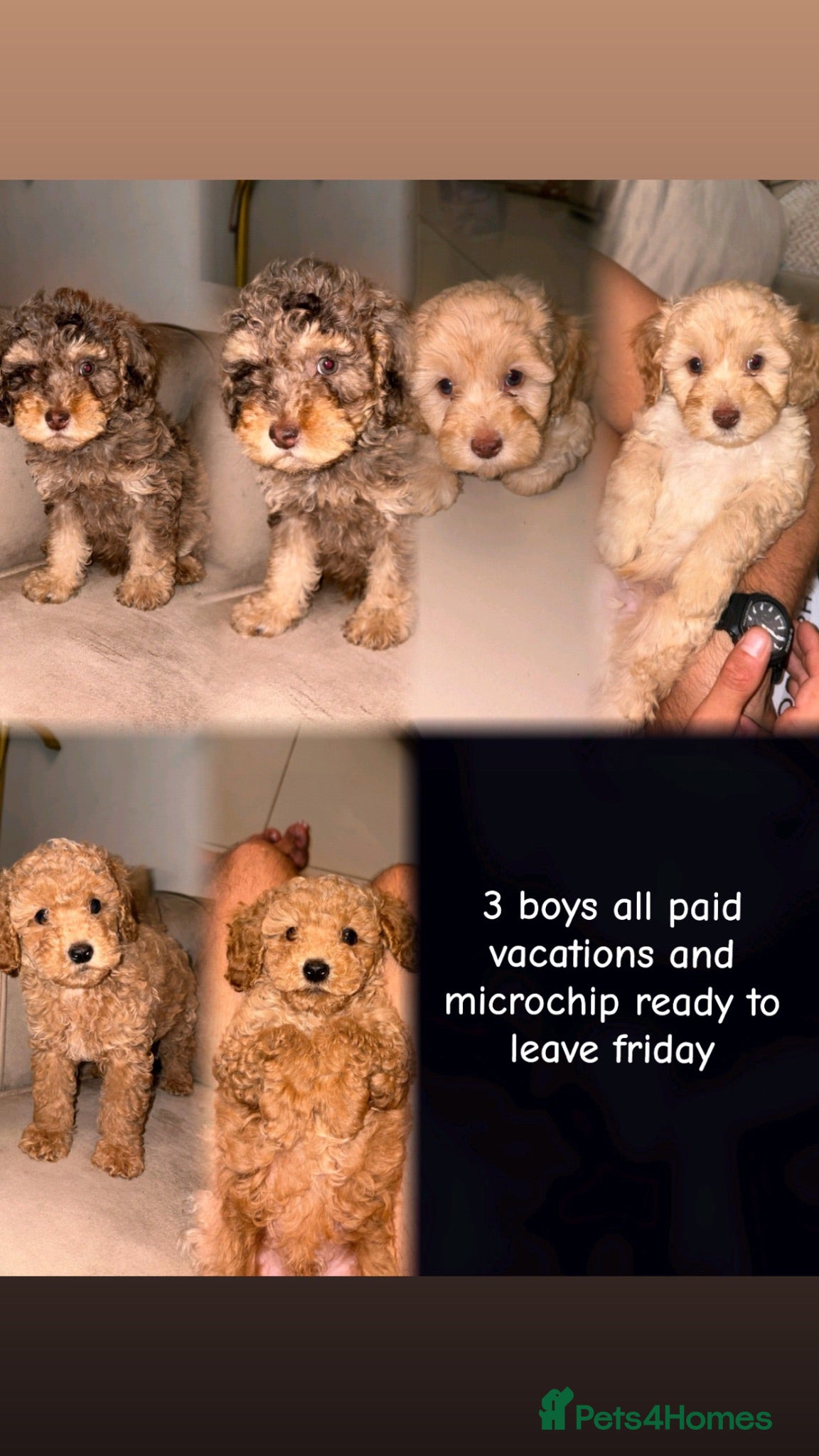 Cavapoo dogs Beautiful cavapoos 3 boys one girl 🐾 - Advert 2
