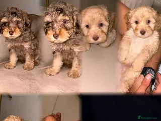 Cavapoo dogs Beautiful cavapoos 3 boys one girl 🐾 - Advert 2