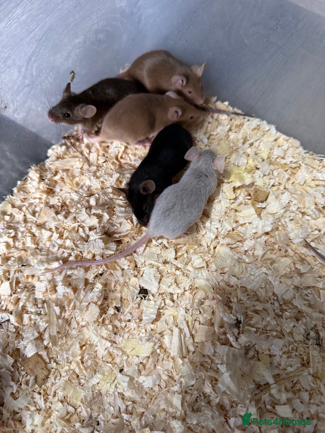 Mouse rodents for sale: Fancy Mice - Standard, Rex, Double Rex (Hairless)  - Image 11