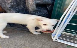 Mixed Breed dogs for sale: Huskador pup - Image 3