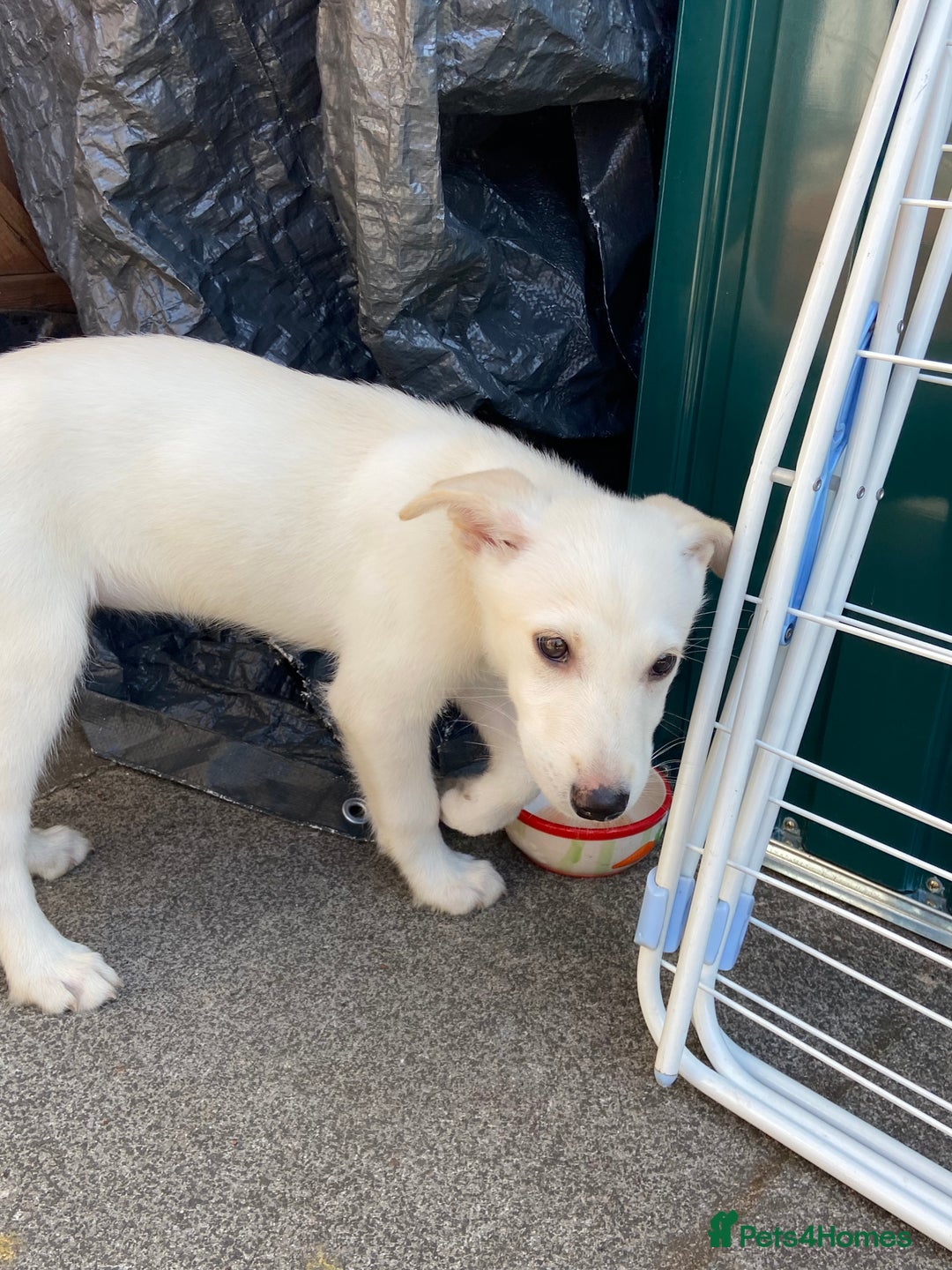 Mixed Breed dogs for sale: Huskador pup - Image 3