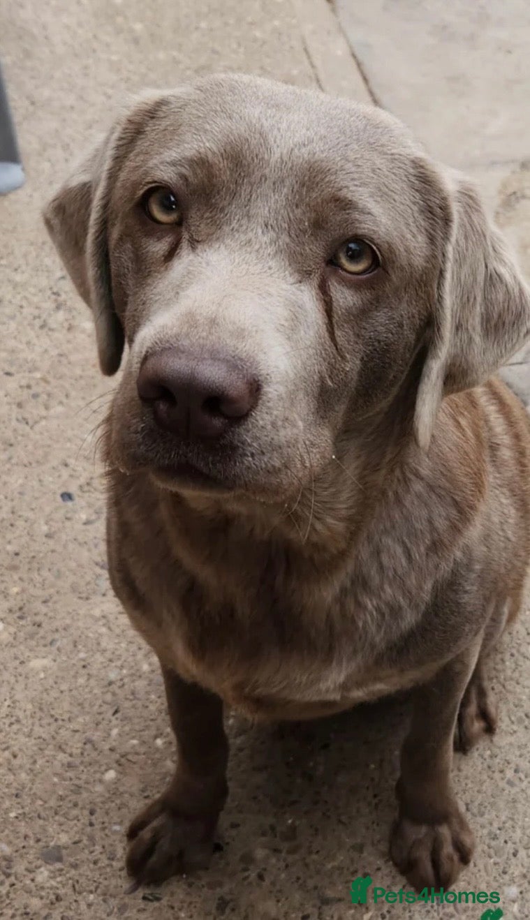 Labrador Retriever dogs Kc registered silver Labrador  - Advert 13