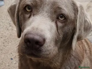 Labrador Retriever dogs Kc registered silver Labrador - Advert 13