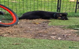 German Shepherd dogs for sale: German shepard pups - Image 19