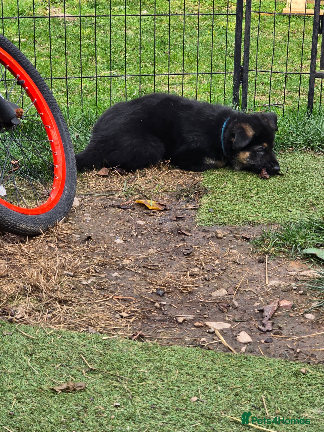 German Shepherd dogs for sale: German shepard pups - Image 19