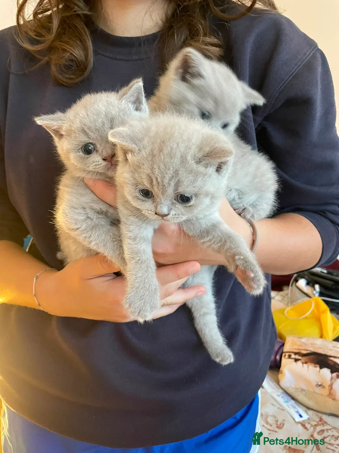 British Shorthair cats for sale: Gorgeous Lilac BSH Kittens Ready 28 June in Hemel Hempstead - Advert 2