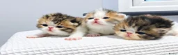Exotic cats for sale:  ** 🔥OUTSTANDING EXOTIC SHORTHAIRS 🔥 - Advert 1