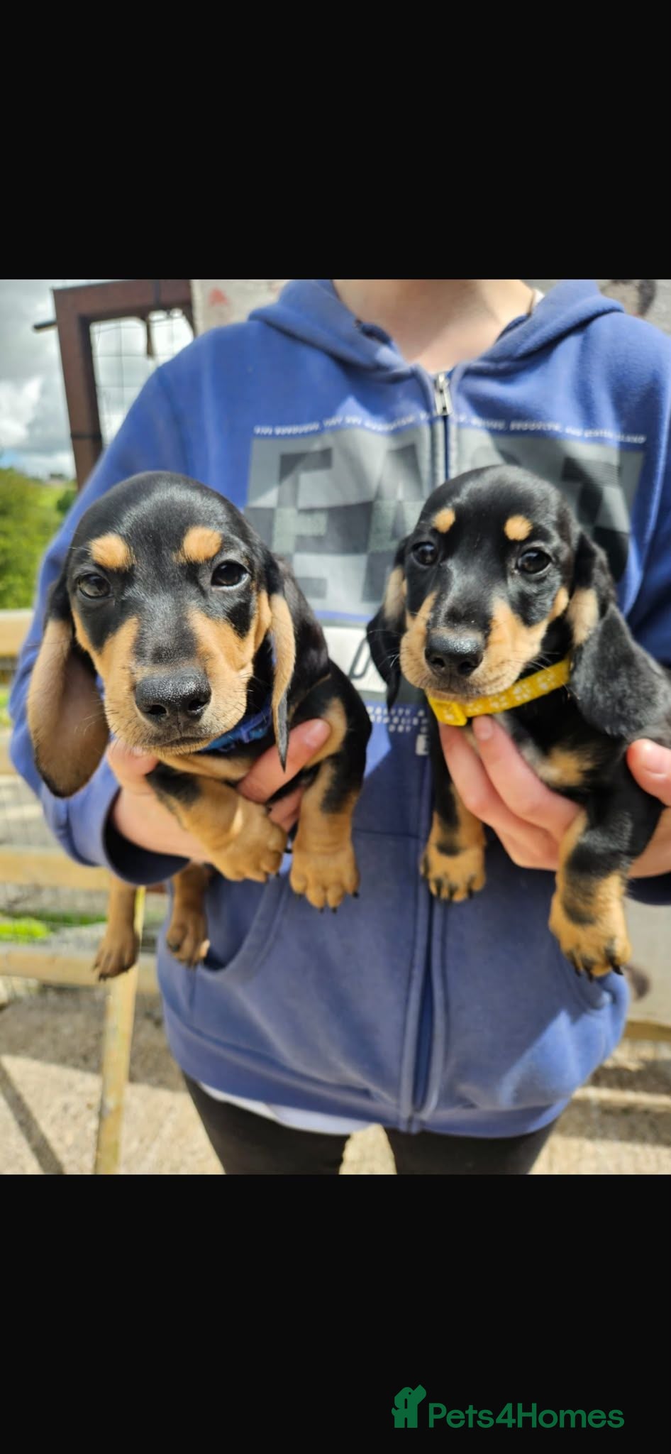 Dachshund dogs Dachshund puppies  - Advert 1
