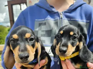 Dachshund dogs Dachshund puppies - Advert 1