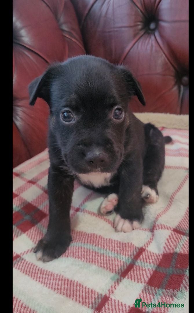 Staffordshire Bull Terrier dogs 1 female staffy pup left ✨️  - Advert 1