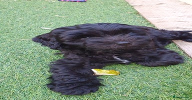 Australian Labradoodle dogs - Advert 2