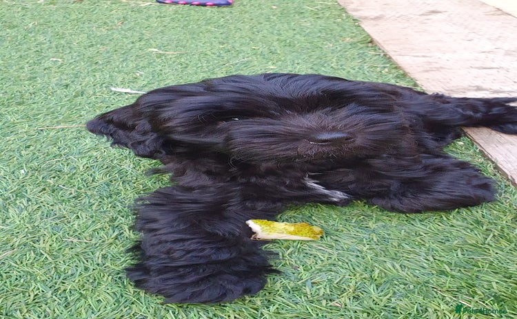 Australian Labradoodle dogs - Advert 1