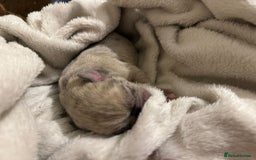 Mixed Breed dogs for sale: Pocket Bully cross Pug - Image 2