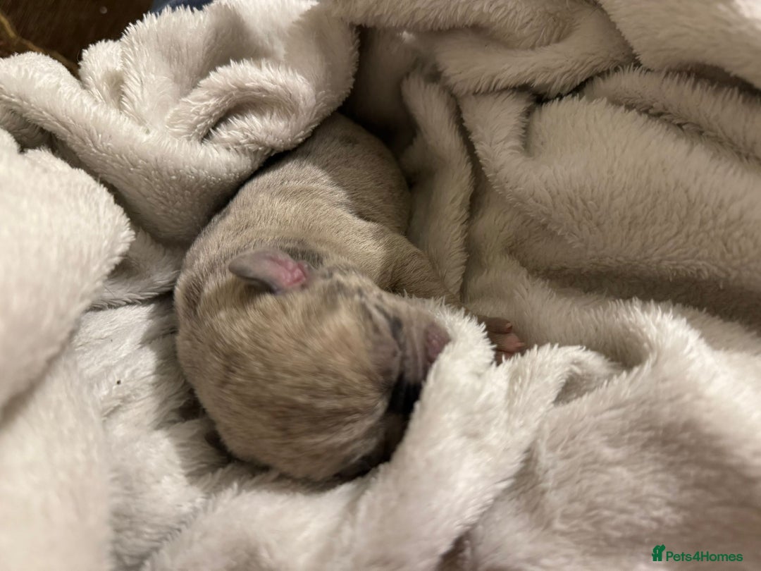 Mixed Breed dogs for sale: Pocket Bully cross Pug - Image 2