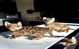 Bengal cats for sale: 4 tiger cub bengal girls for sale  - Advert 1