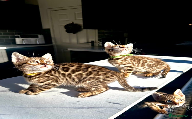 Bengal cats 4 tiger cub bengal girls for sale  - Advert 1
