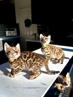 Bengal cats 4 tiger cub bengal girls for sale - Advert 7