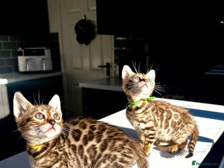 Bengal cats 4 tiger cub bengal girls for sale - Advert 1