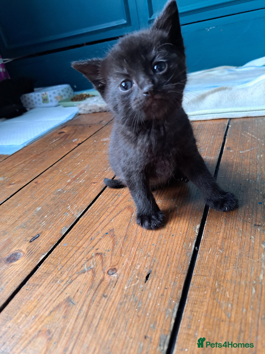 British Shorthair cats for sale: 3 gorgeous boy kittens - Image 5