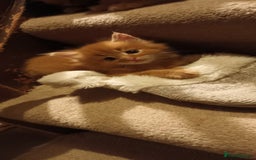 Persian cats for sale: Persian X Beautiful friendly ginger kittens  - Image 21
