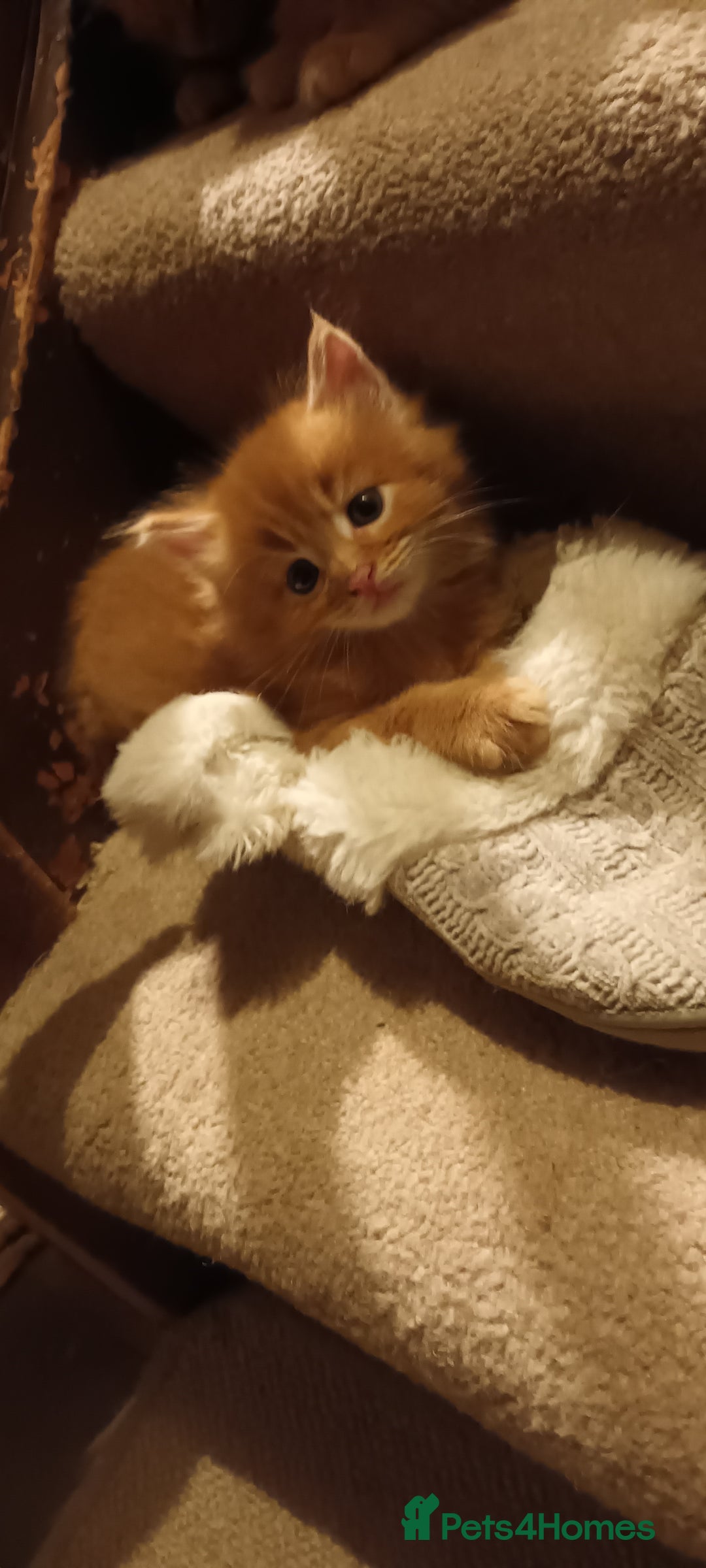 Persian cats for sale: Persian X Beautiful friendly ginger kittens  - Image 21