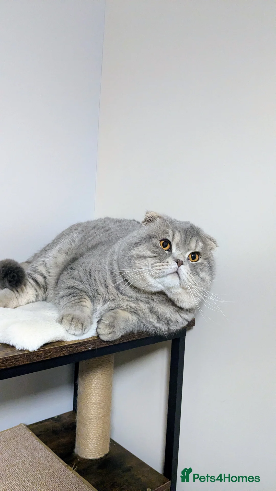 Scottish Fold cats for stud: A beautiful Scottish Fold boy for stud duties  - Advert 5