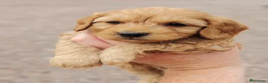 Cockapoo 2