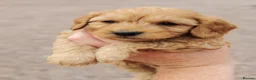 Cockapoo dogs for sale: Miniature cockapoo puppies  - Advert 8