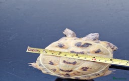 Tortoise reptiles for sale: Horsefield tortoise  in Colchester - Image 5