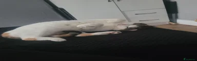 Lulu