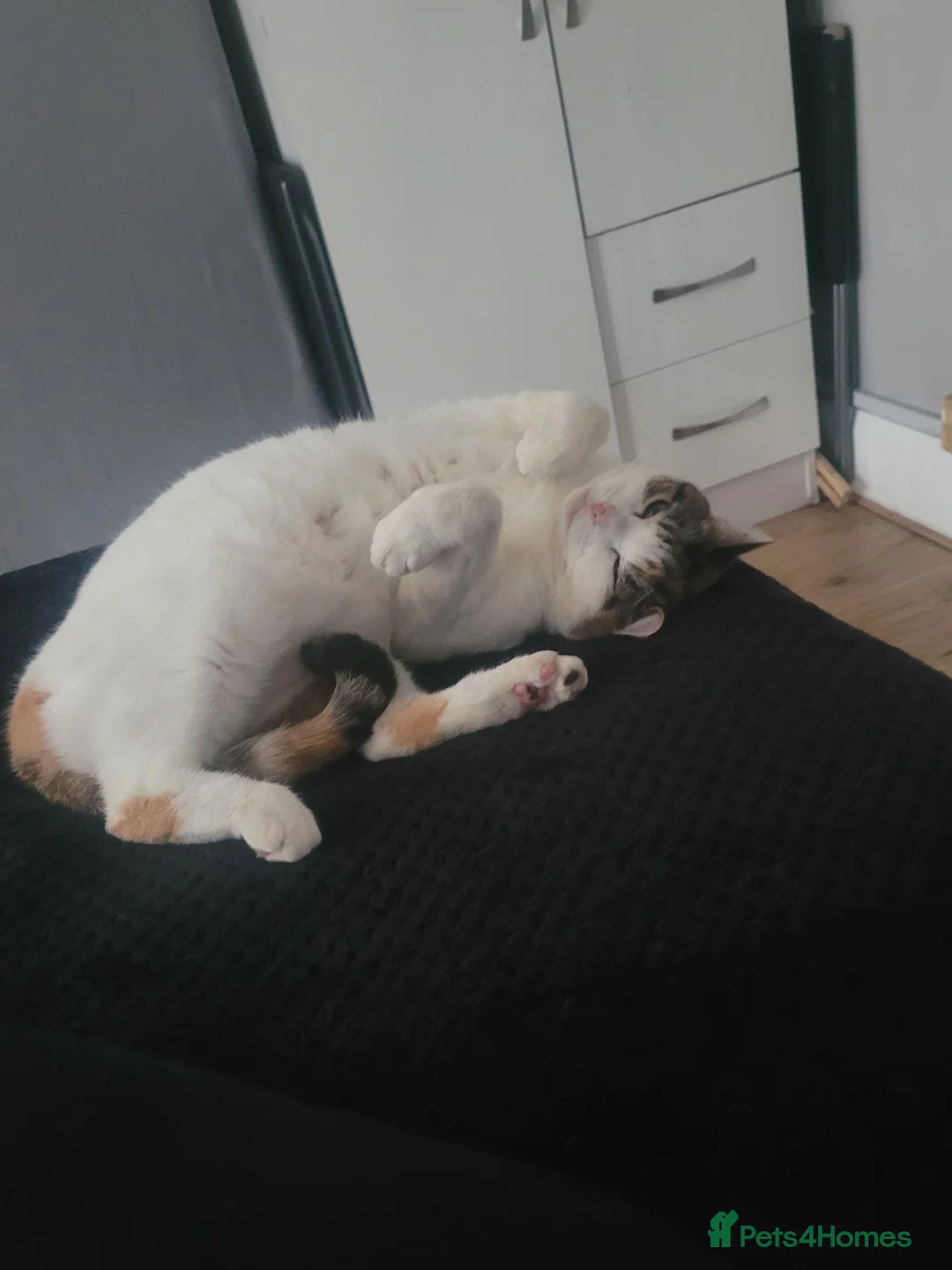 Domestic Shorthair cats for sale: Lulu  - Advert 5