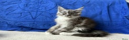 Maine Coon cats for sale: Maine coon girl - Advert 2