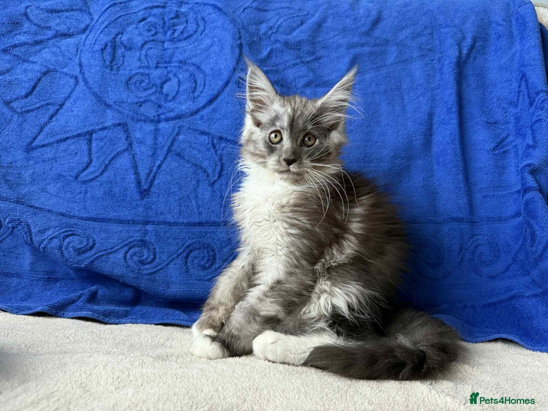 Maine Coon cats for sale: Maine coon girl - Advert 2