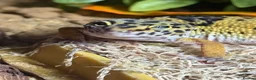 Leopard Gecko reptiles for sale: Male leopard gecko  - Advert 1