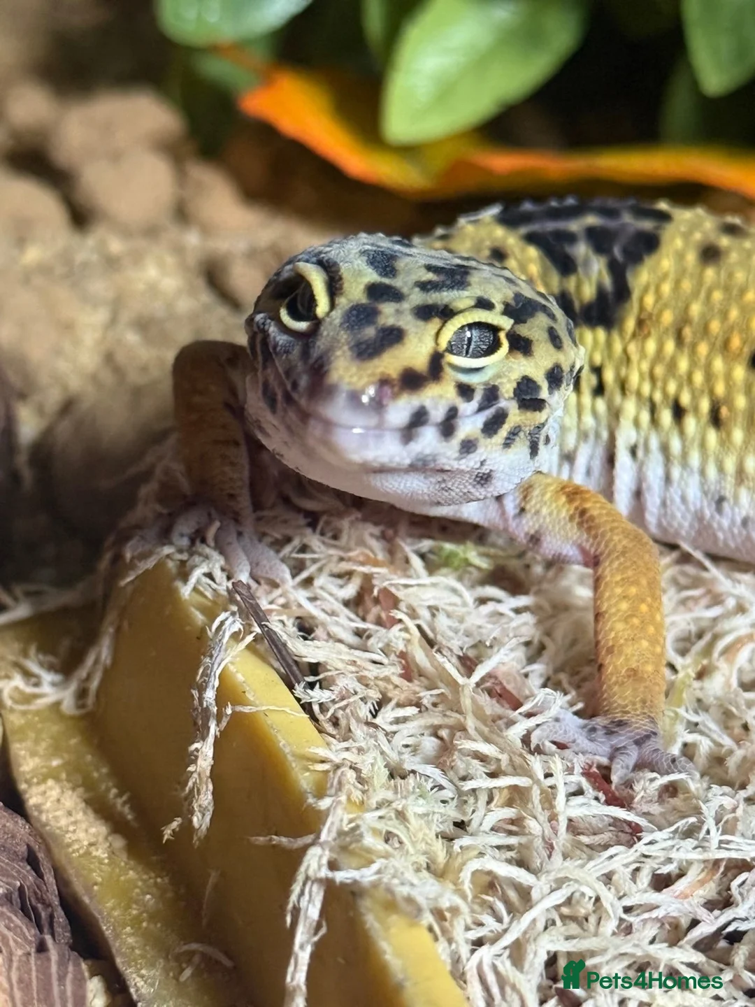 Leopard Gecko reptiles for sale: Male leopard gecko  - Advert 1