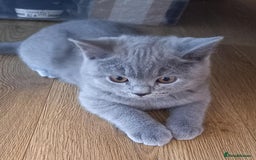 British Shorthair cats for sale: *Nearly Ready* GCCF Registered BSH Kittens  - Image 11