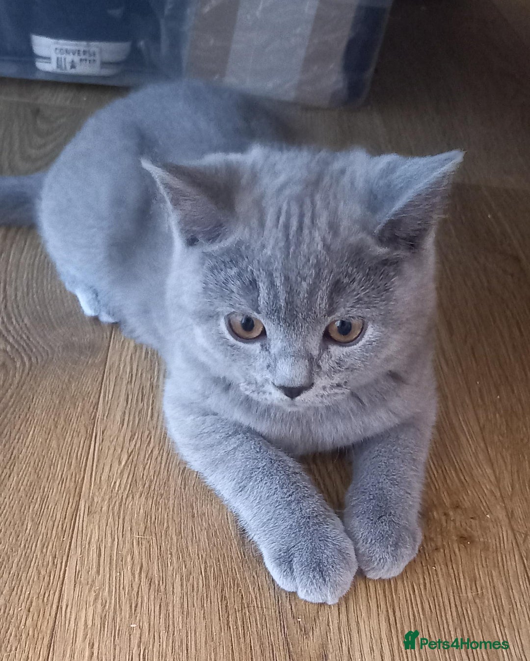 British Shorthair cats for sale: *Nearly Ready* GCCF Registered BSH Kittens  - Image 11
