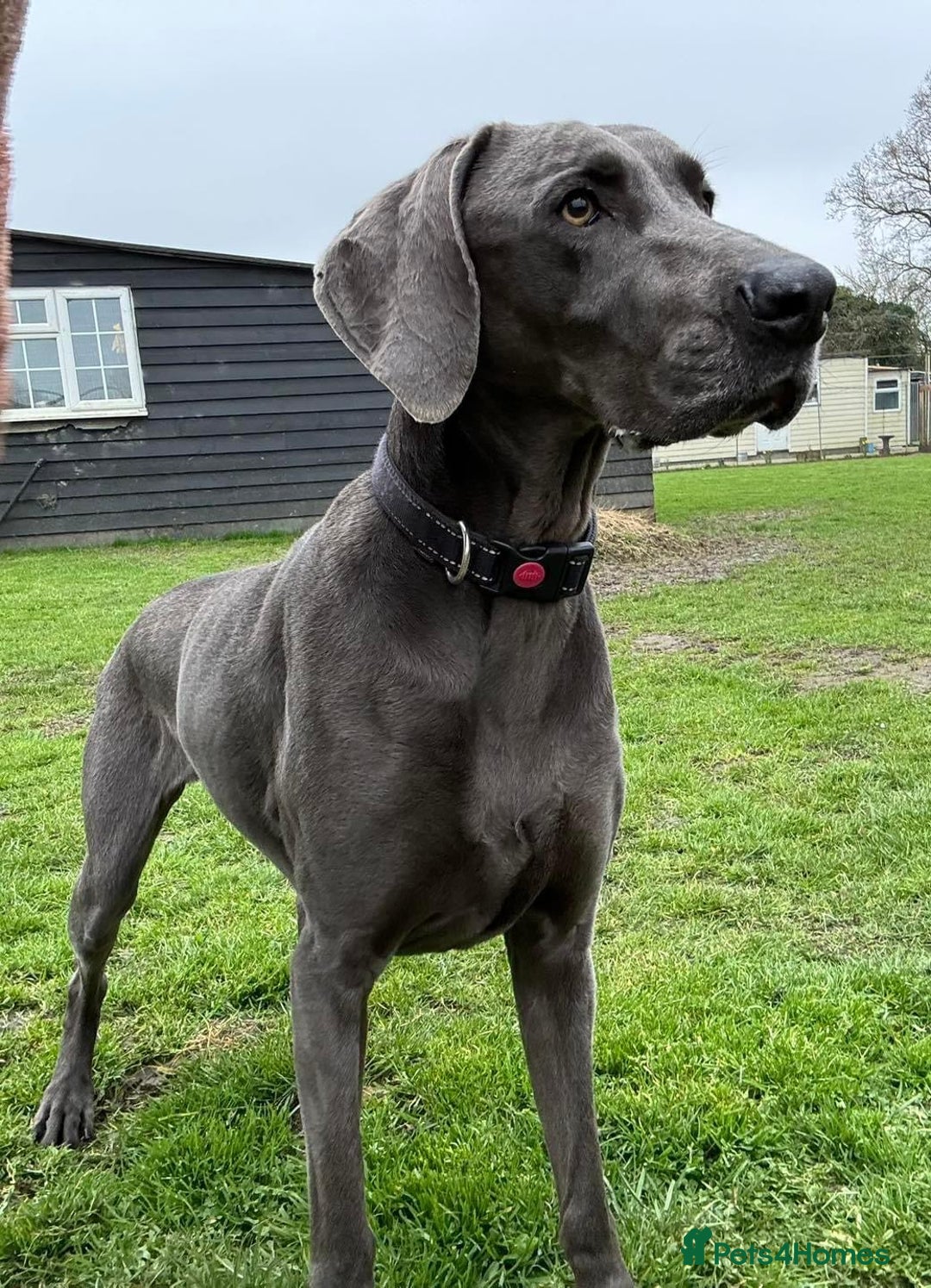 Weimaraner dogs for sale: 9 years old Winston looking for a new home  - Image 10