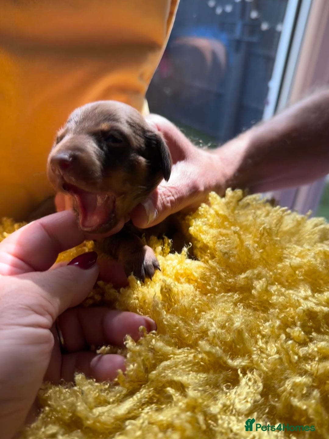 Miniature Dachshund dogs for sale: Miniature Dachshund stunning puppies  - Image 21