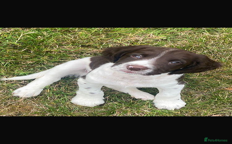 English Springer Spaniel dogs - Advert 9