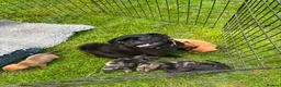Mixed Breed dogs for sale: Pug X Dachund puppies - Advert 13